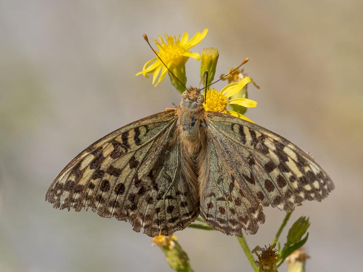 Cardinal Fritillary-2.jpg